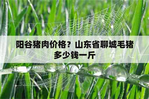 阳谷猪肉价格？山东省聊城毛猪多少钱一斤