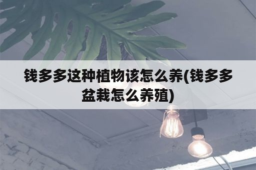 钱多多这种植物该怎么养(钱多多盆栽怎么养殖)