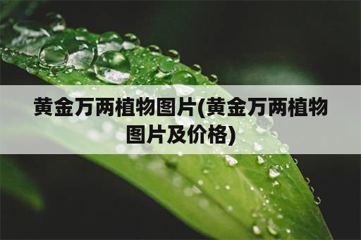 黄金万两植物图片(黄金万两植物图片及价格)