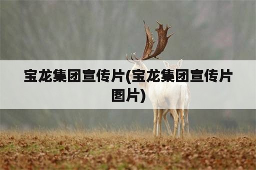 宝龙集团宣传片(宝龙集团宣传片图片)