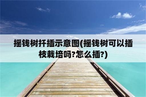 摇钱树扦插示意图(摇钱树可以插枝栽培吗?怎么插?)