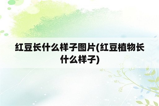 红豆长什么样子图片(红豆植物长什么样子)